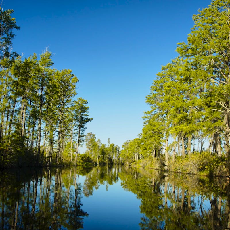 Swamp Lined with Trees